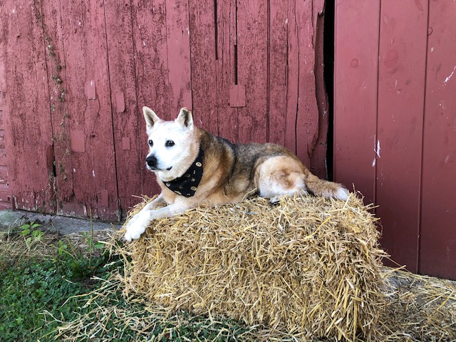 Kali, a 15 year old Australian Cattle dog