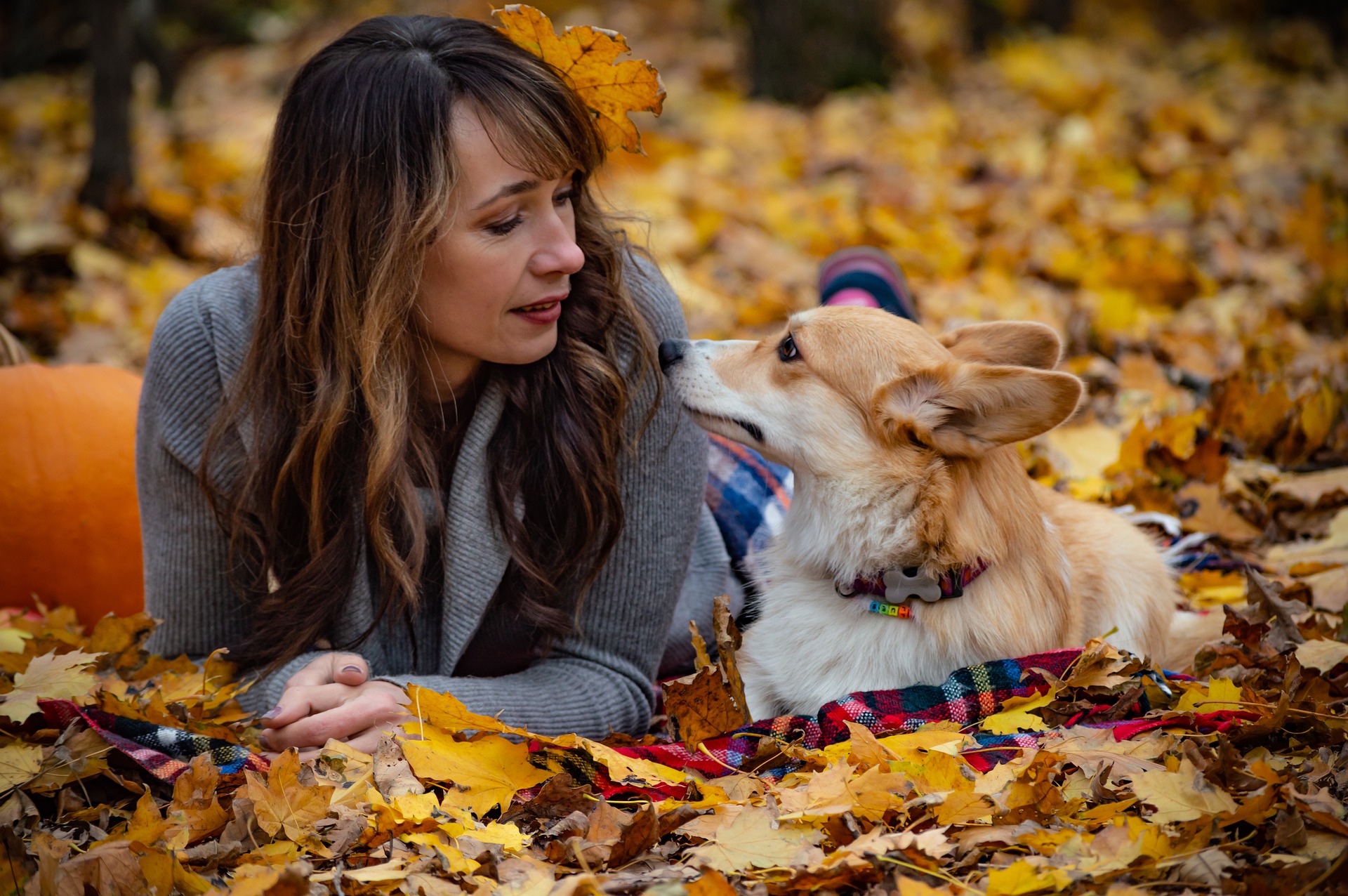 A corgie with their human in the leaves