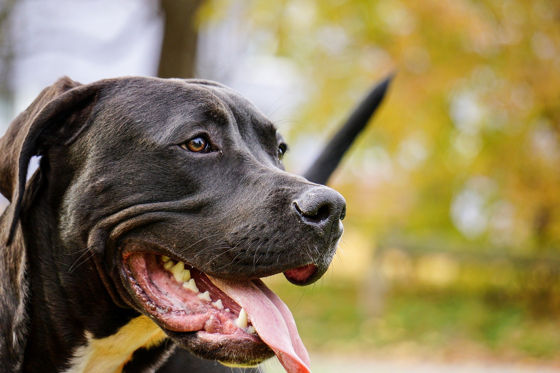 Zeus, a 3 year old Pit Bull