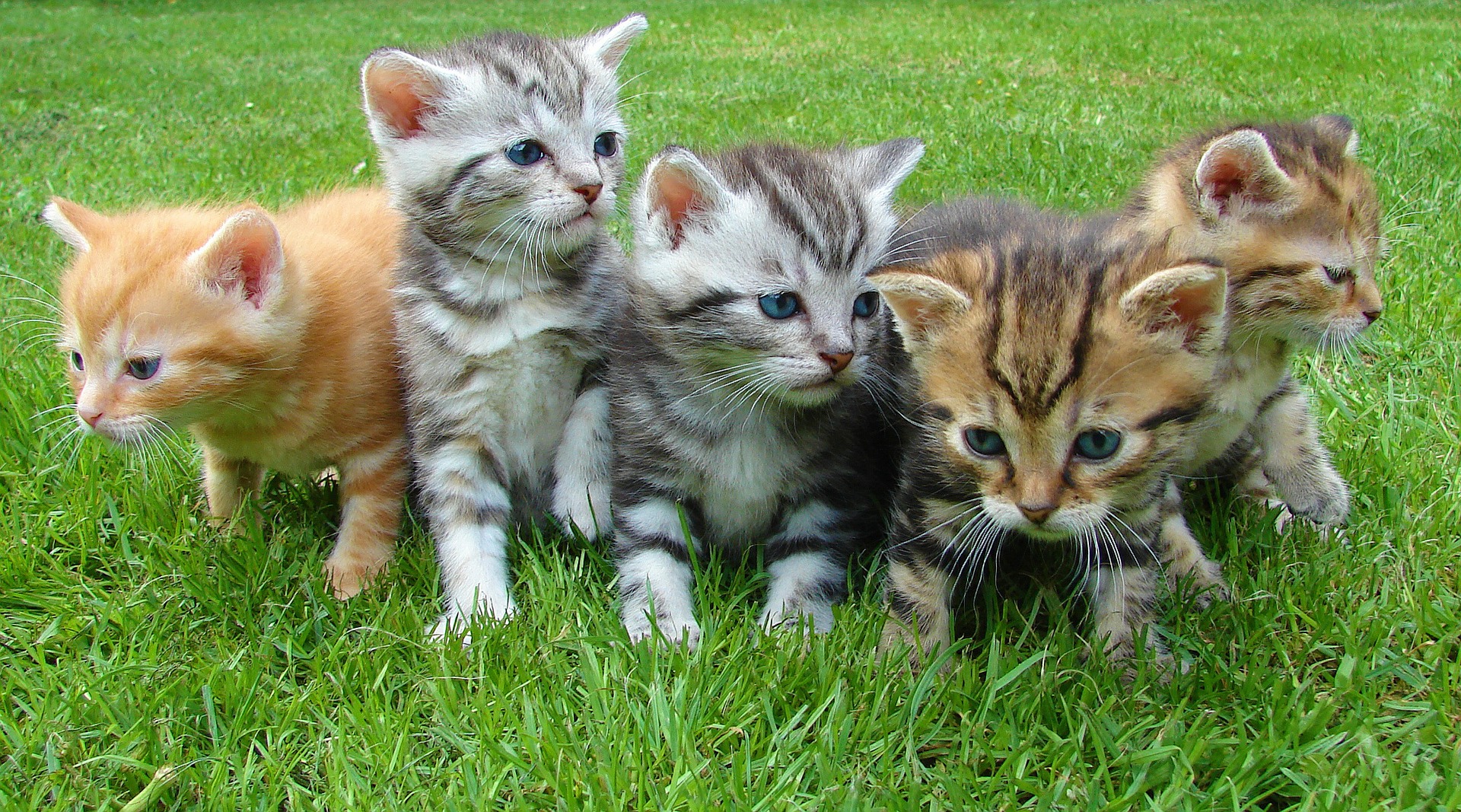 A pile of kittens