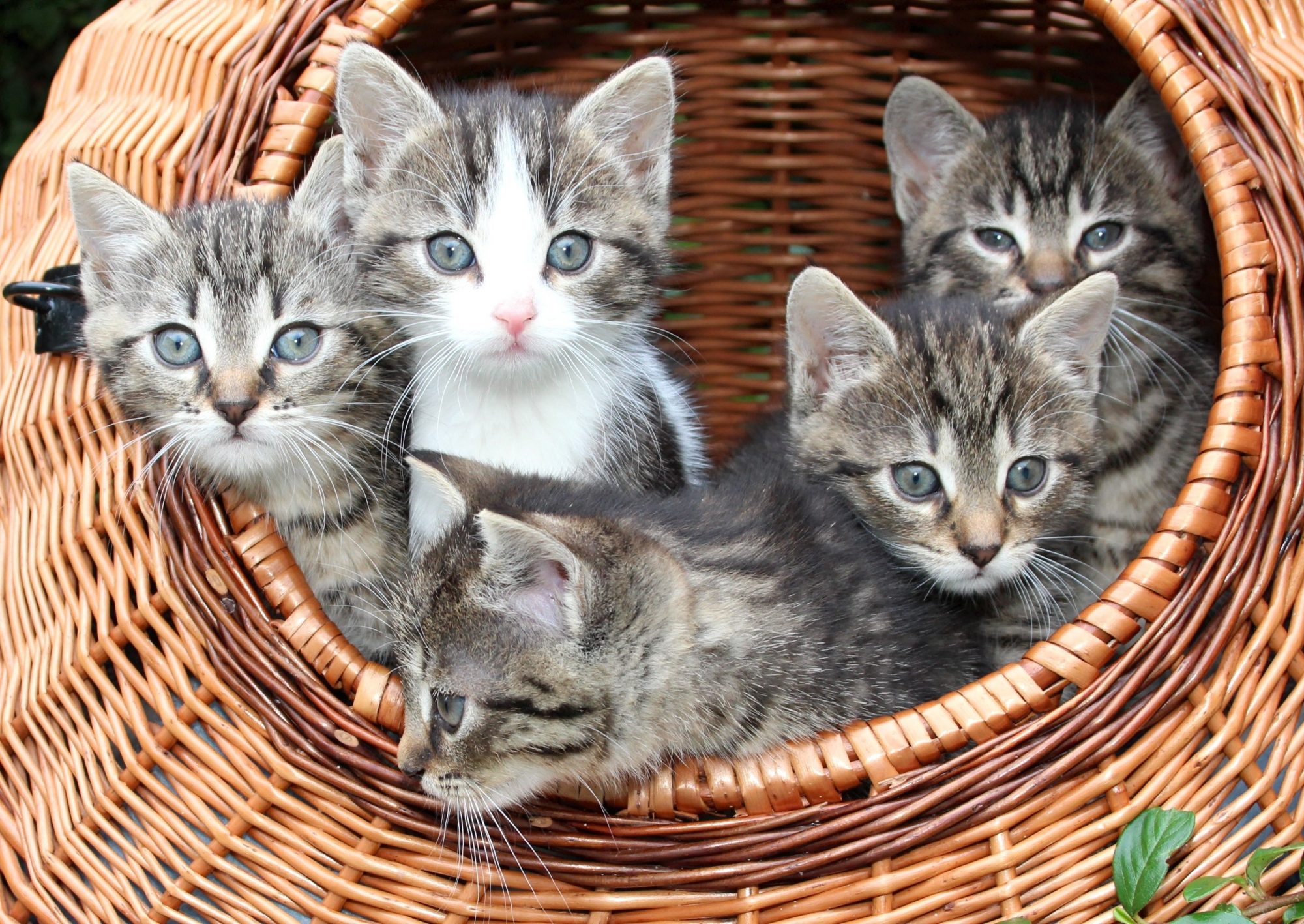 Another bundle of kittens in a basket