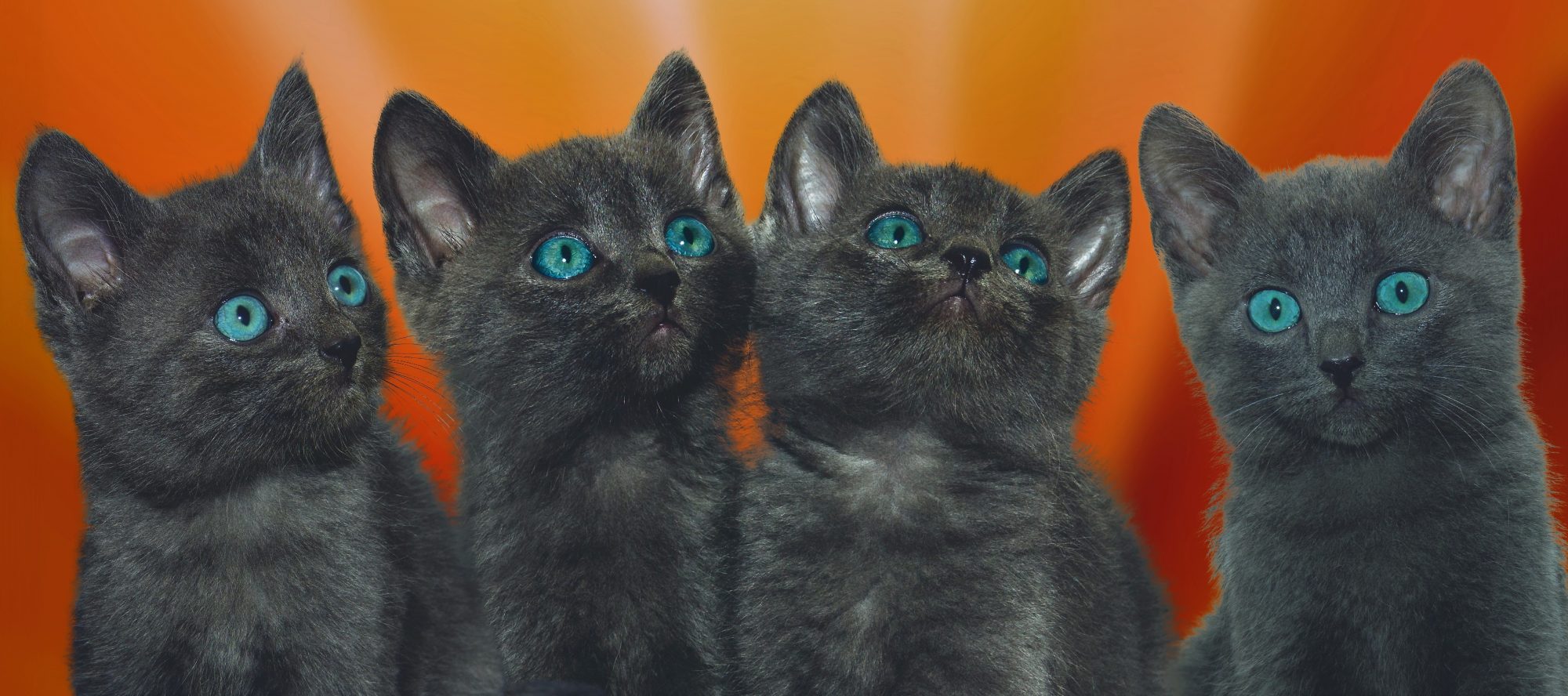 Cute charcoal kittens