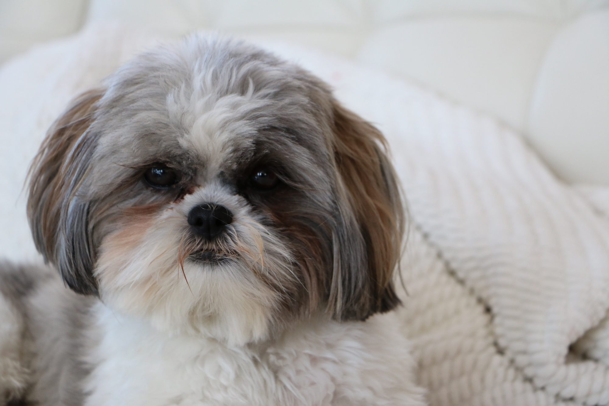 Tucker, a 15 year old Shih Tzu