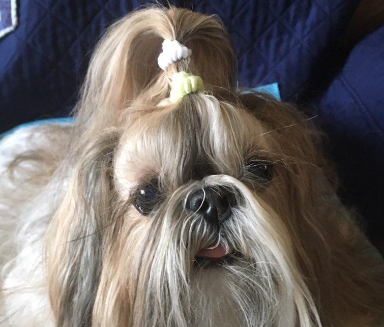 Cartier, a 14 year old Shih Tzu