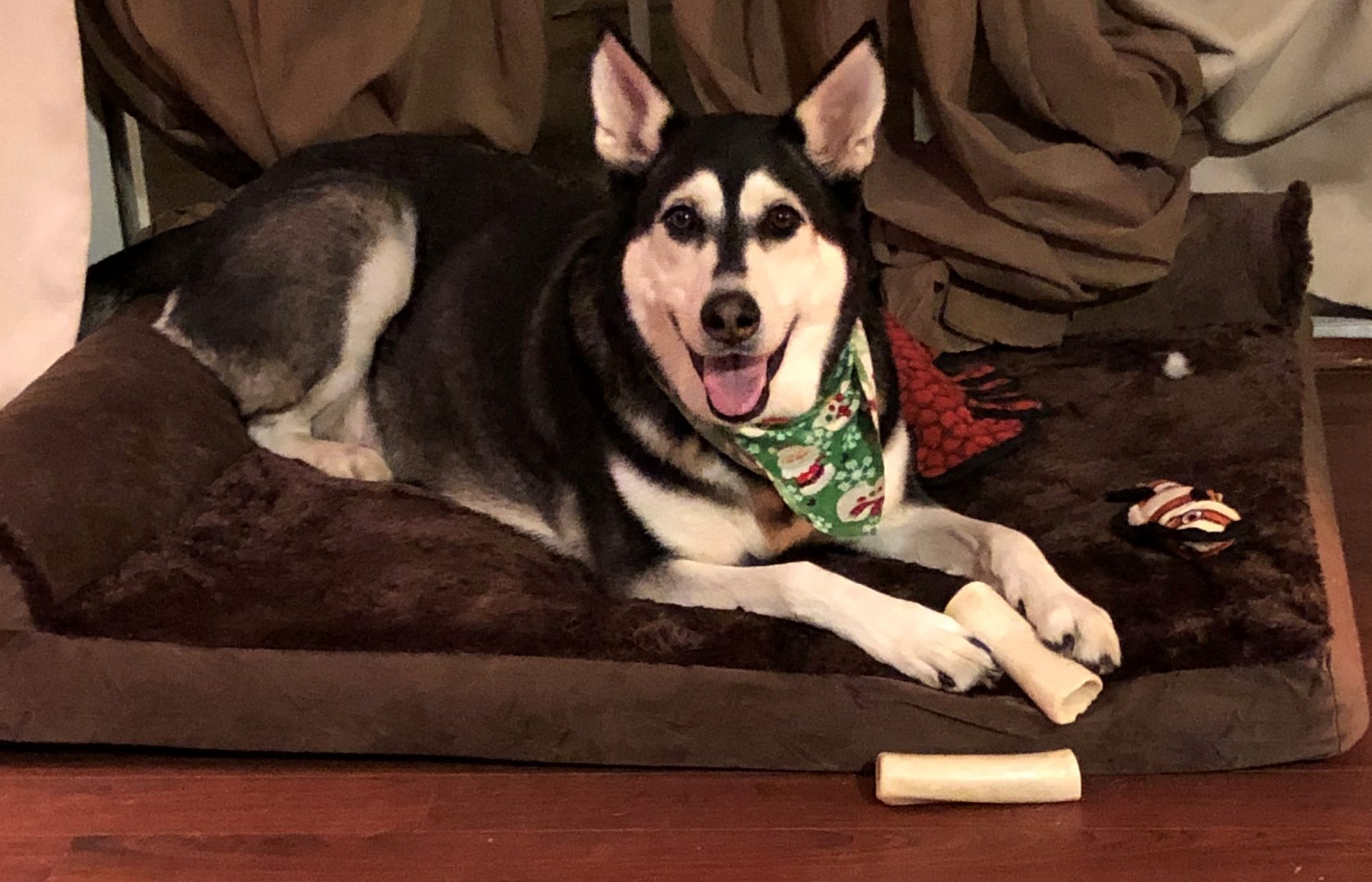 Madeline, a 7 year old Shepherd mix