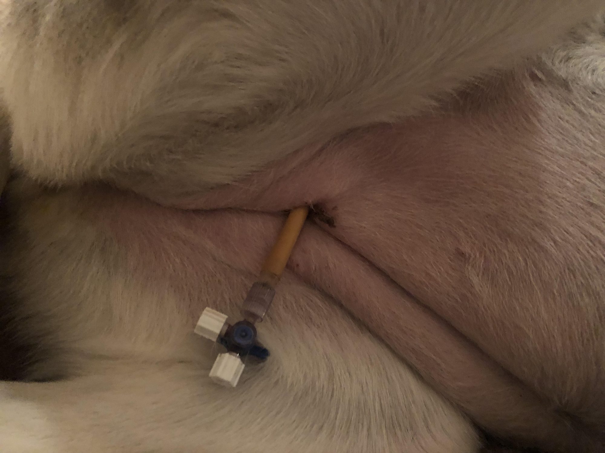 Urinary catheter