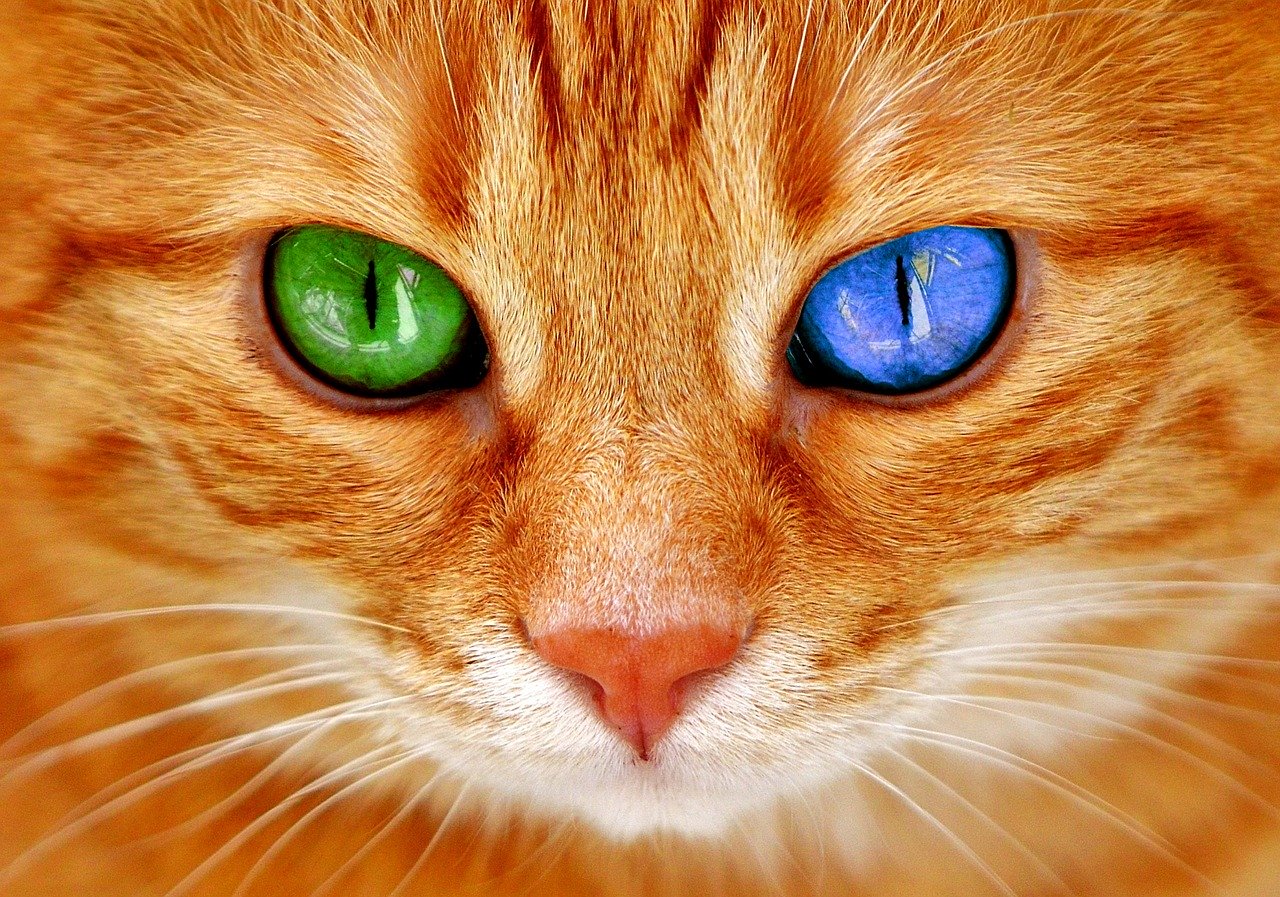 A ginger cat with green and blue eyes