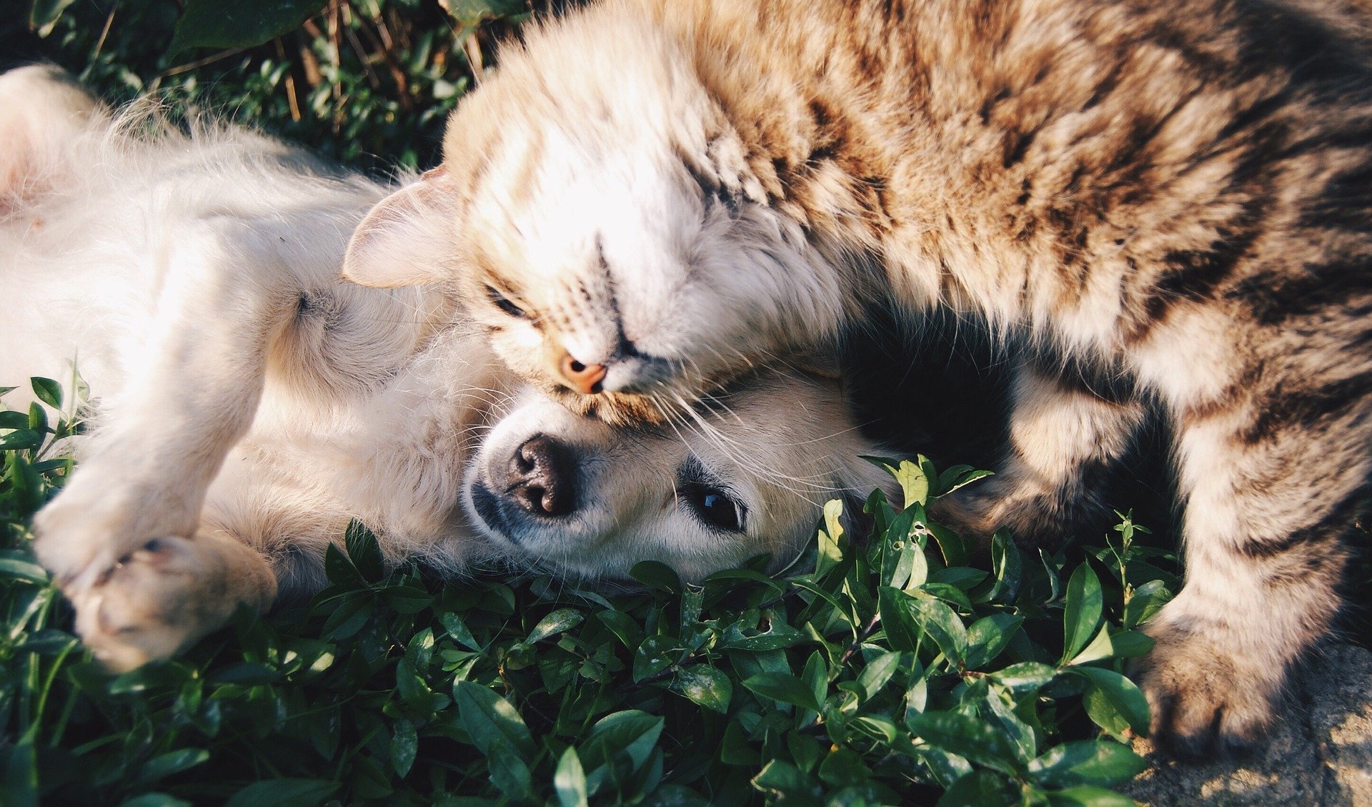 A dog and cat cuddling