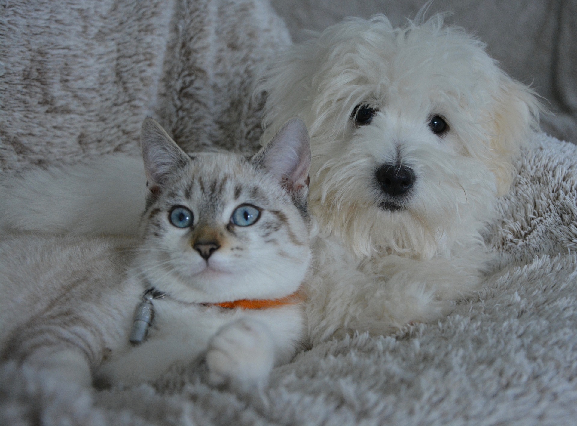 A dog and cat cuddling