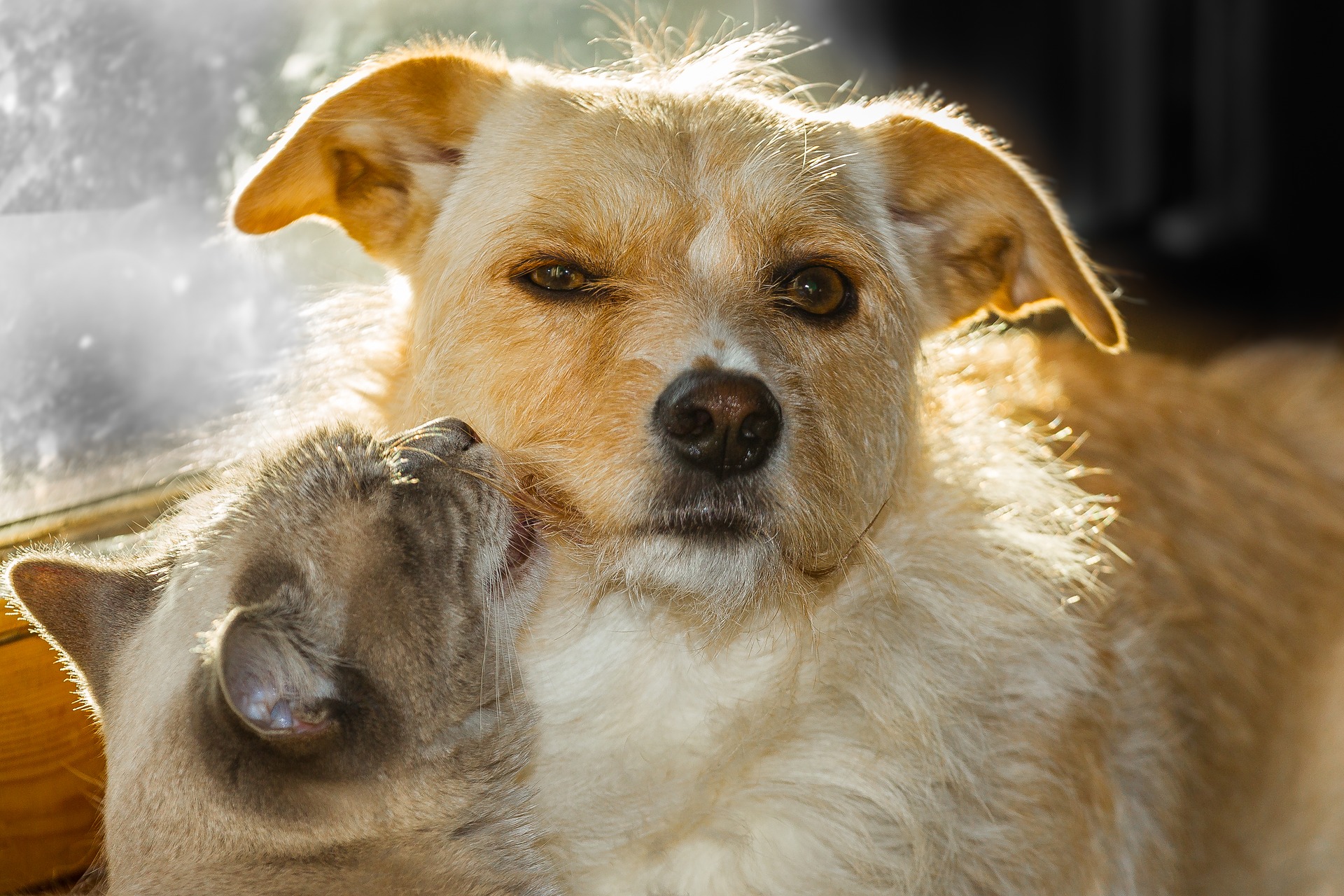 A cat grooming a dog