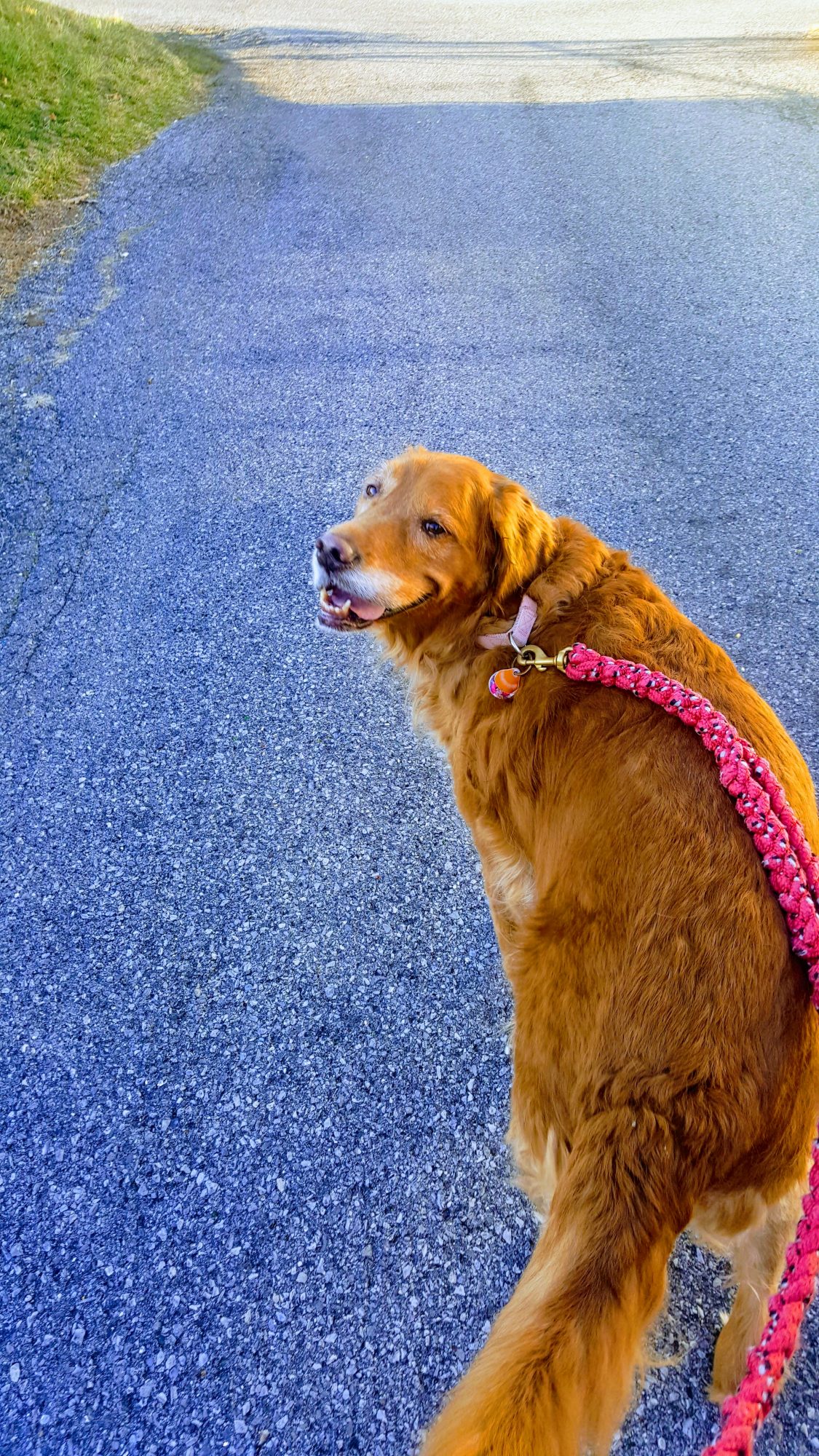 Emmie out for a walk