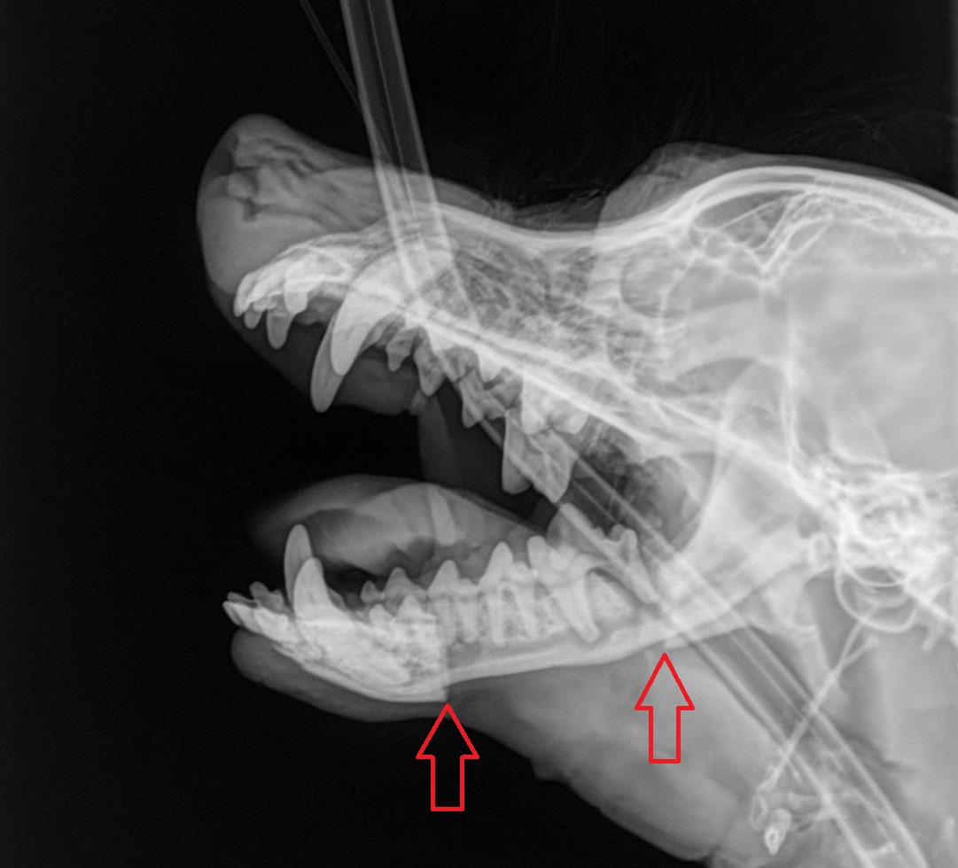 An x-ray of the tumor