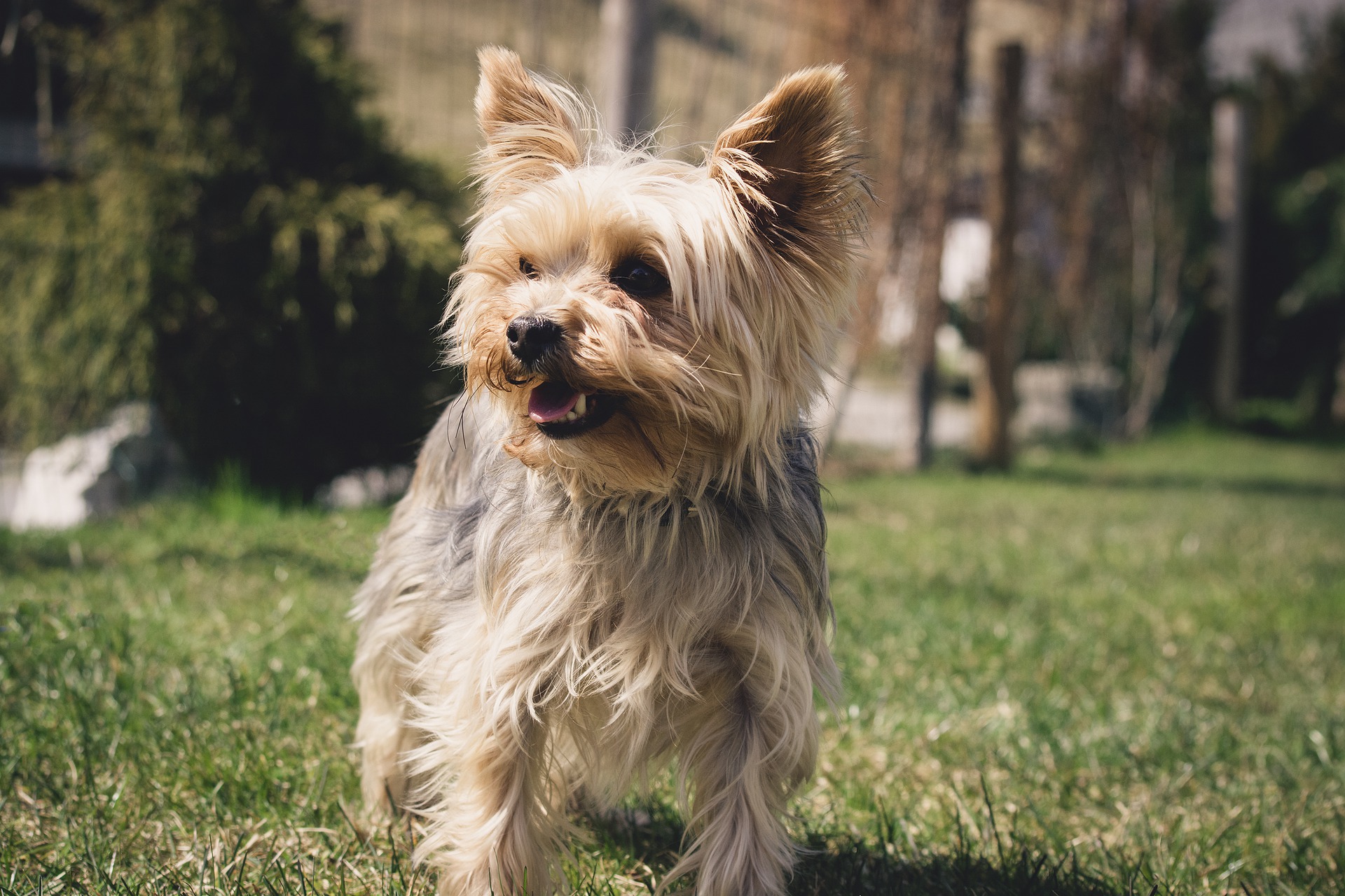 Oliver, a 9 year old Yorkie