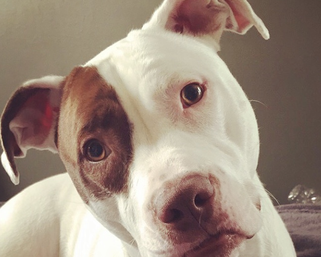 Nestle, a 6 year old pit bull