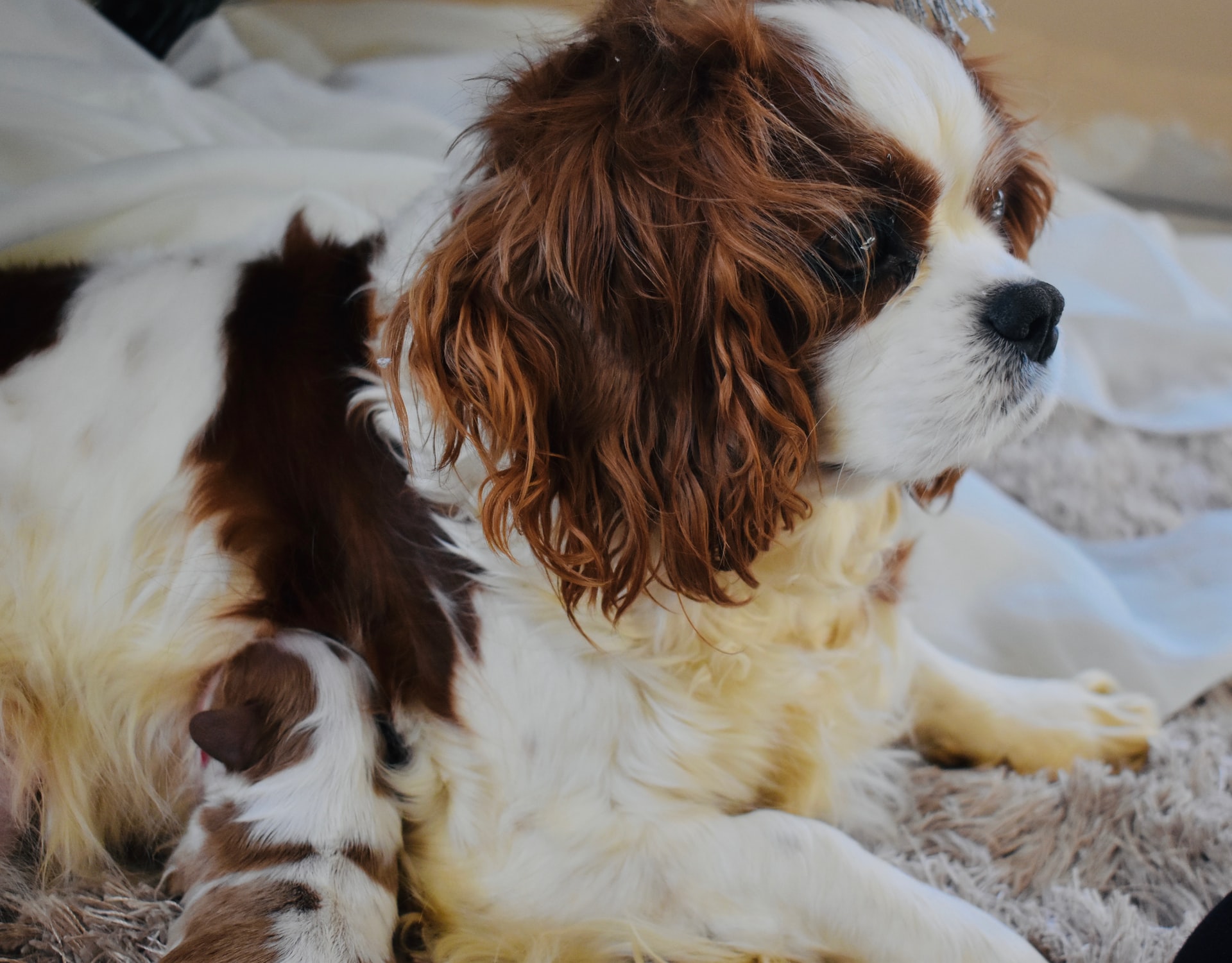 A dog with her pups