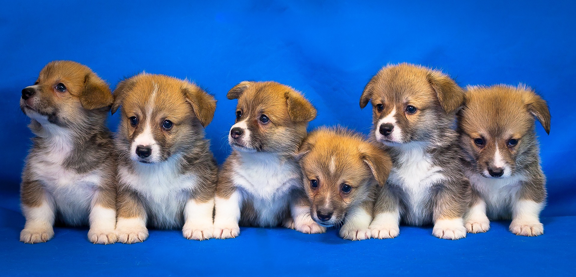 A litter of puppies