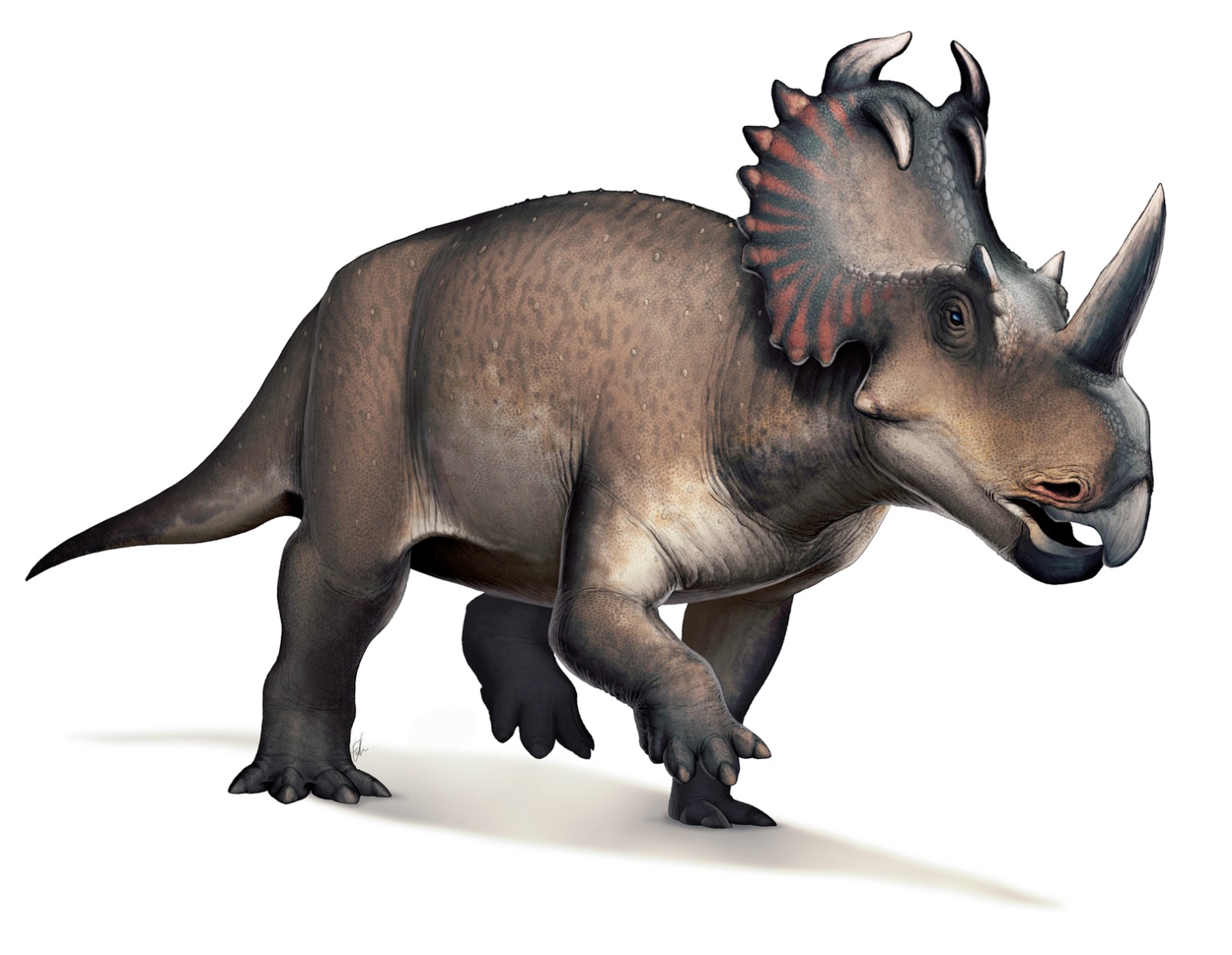 A centrosaurus