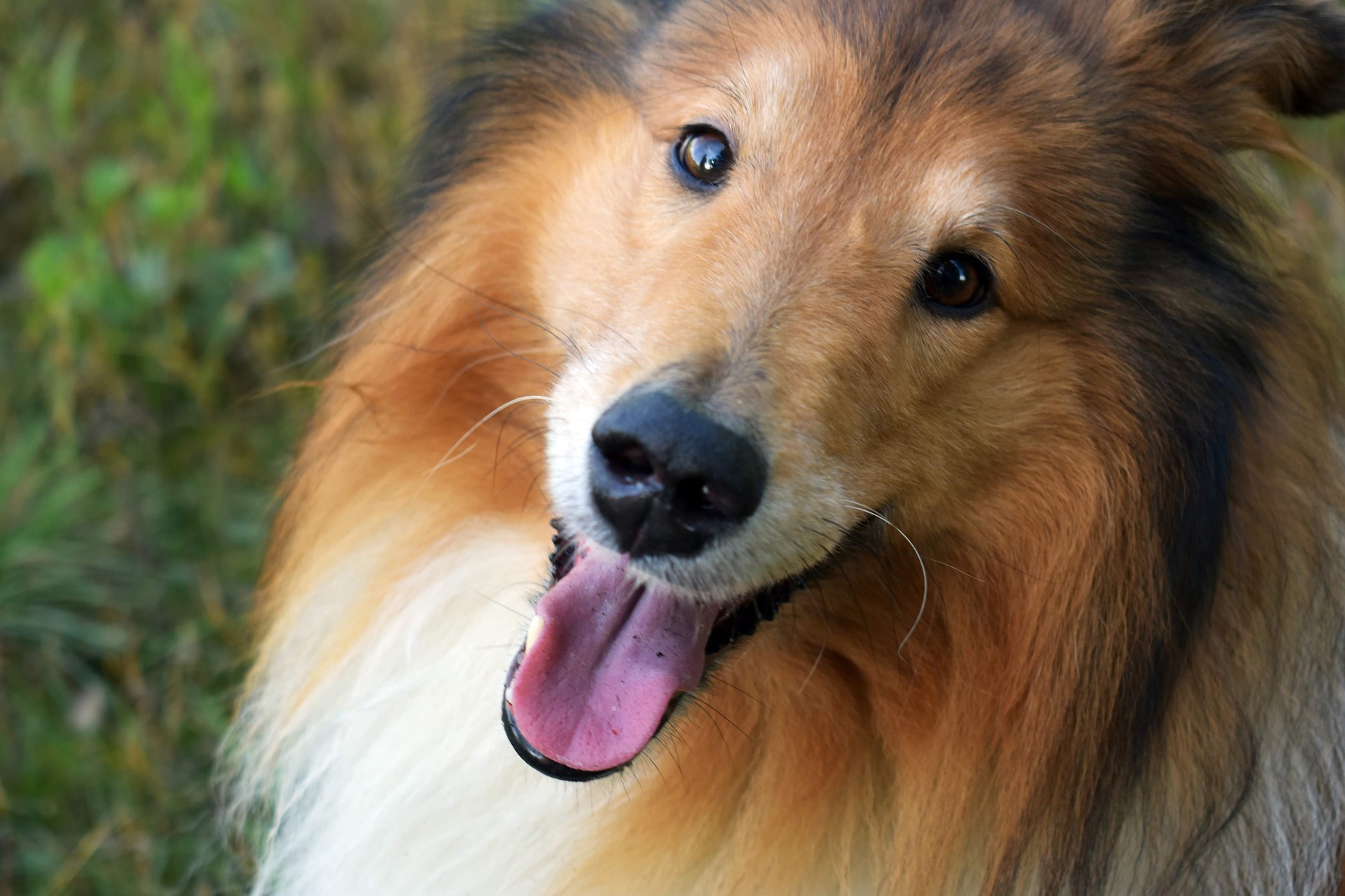 A Sheltie