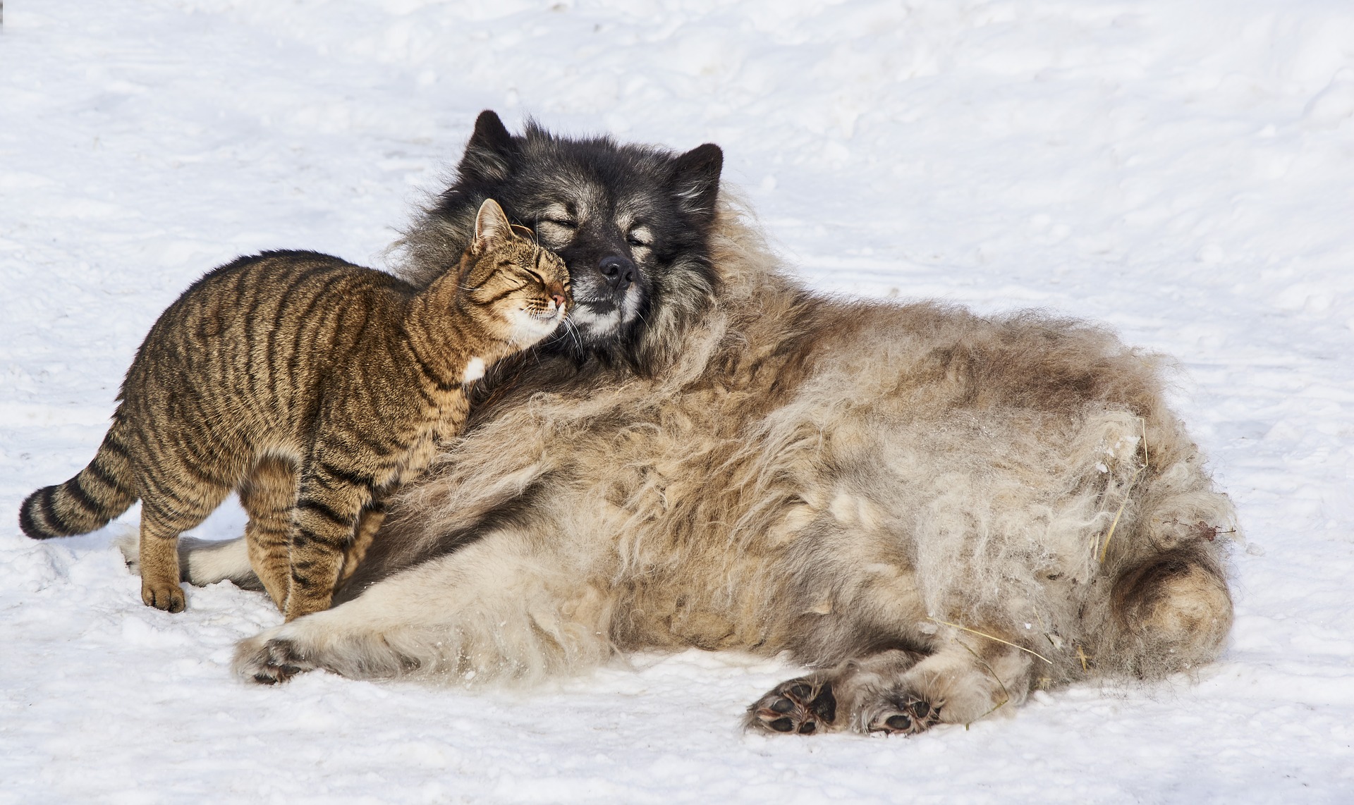 A cat and dog cuddling in the snow