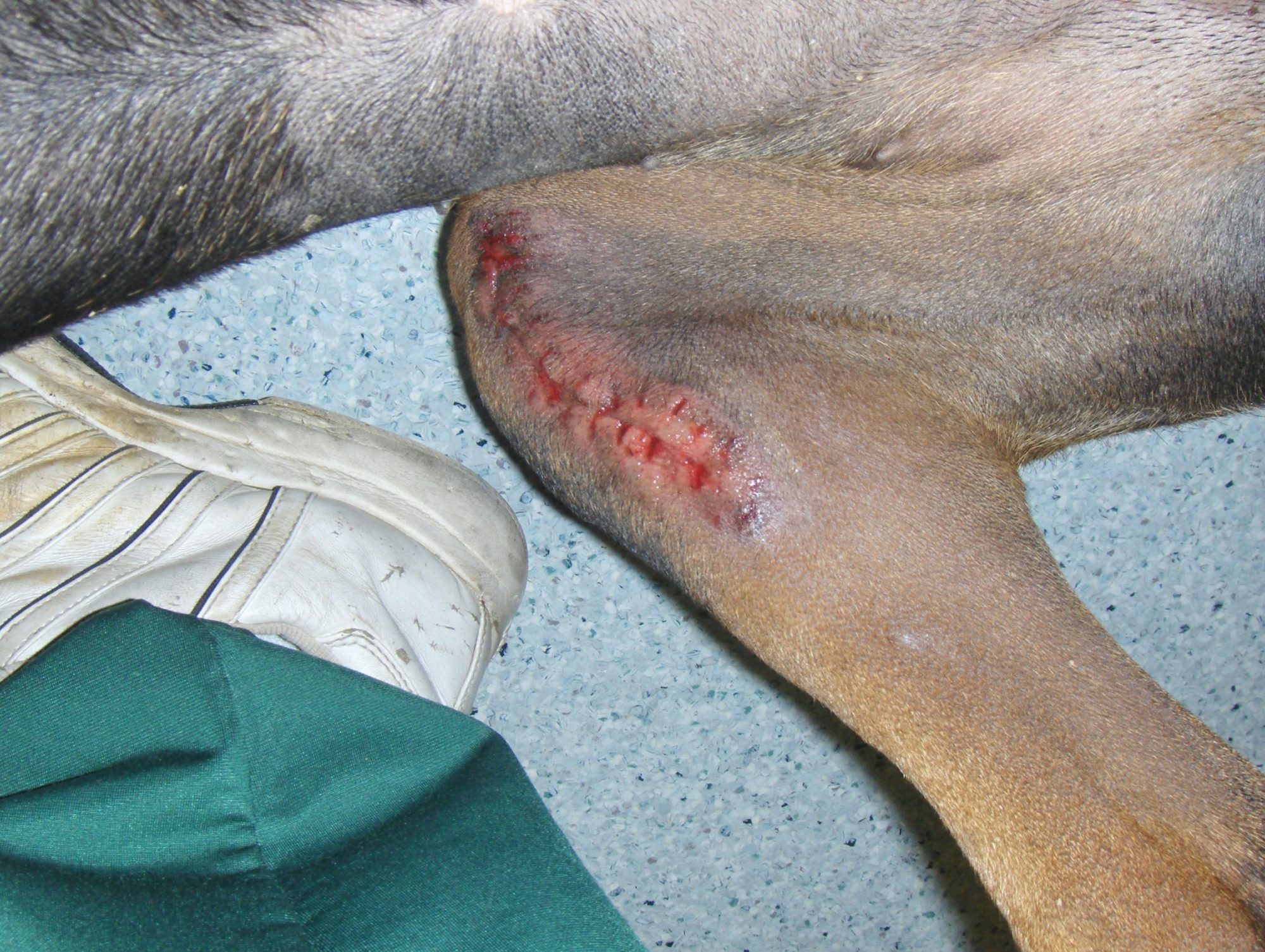 An incision that the dog licked open
