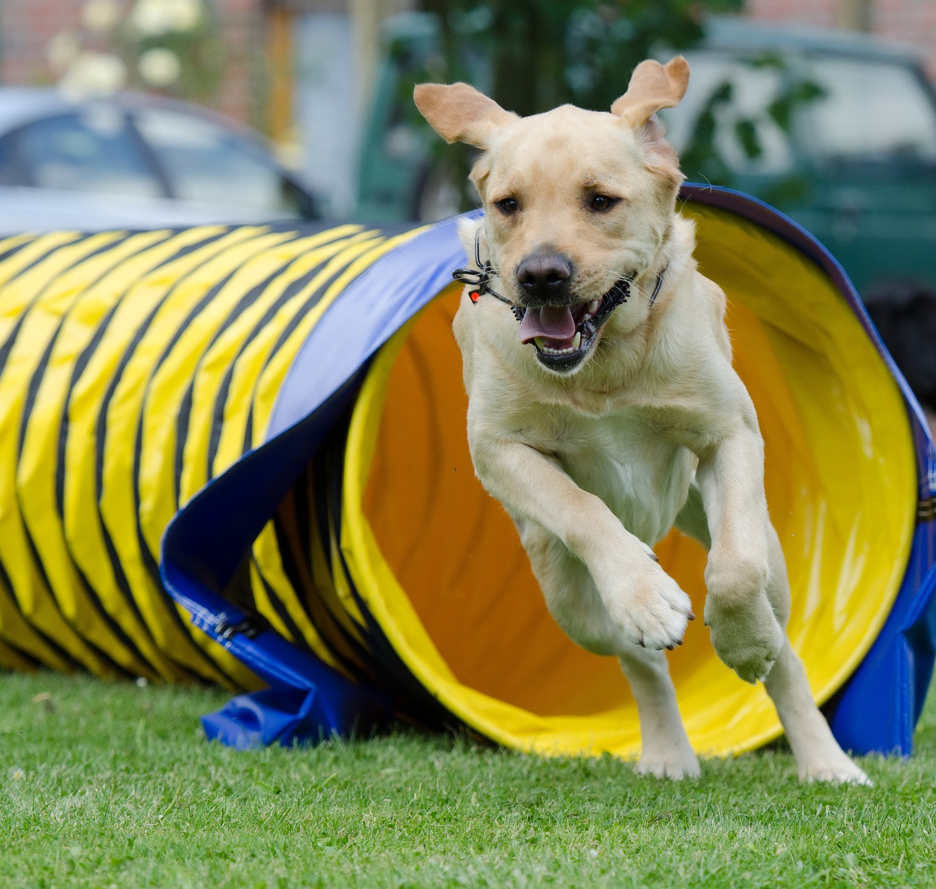 A dog running an obstacle course