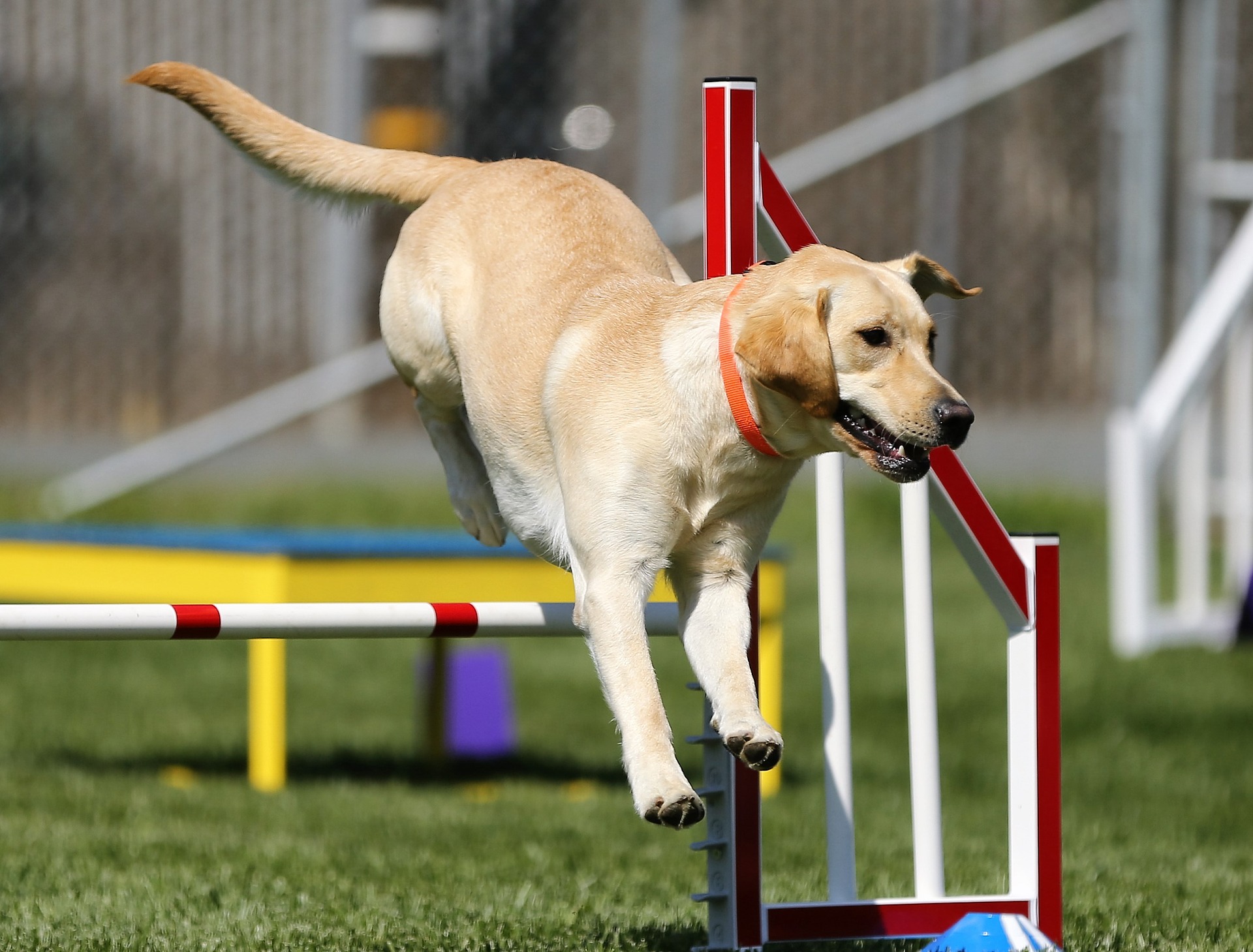 A dog running an obstacle course
