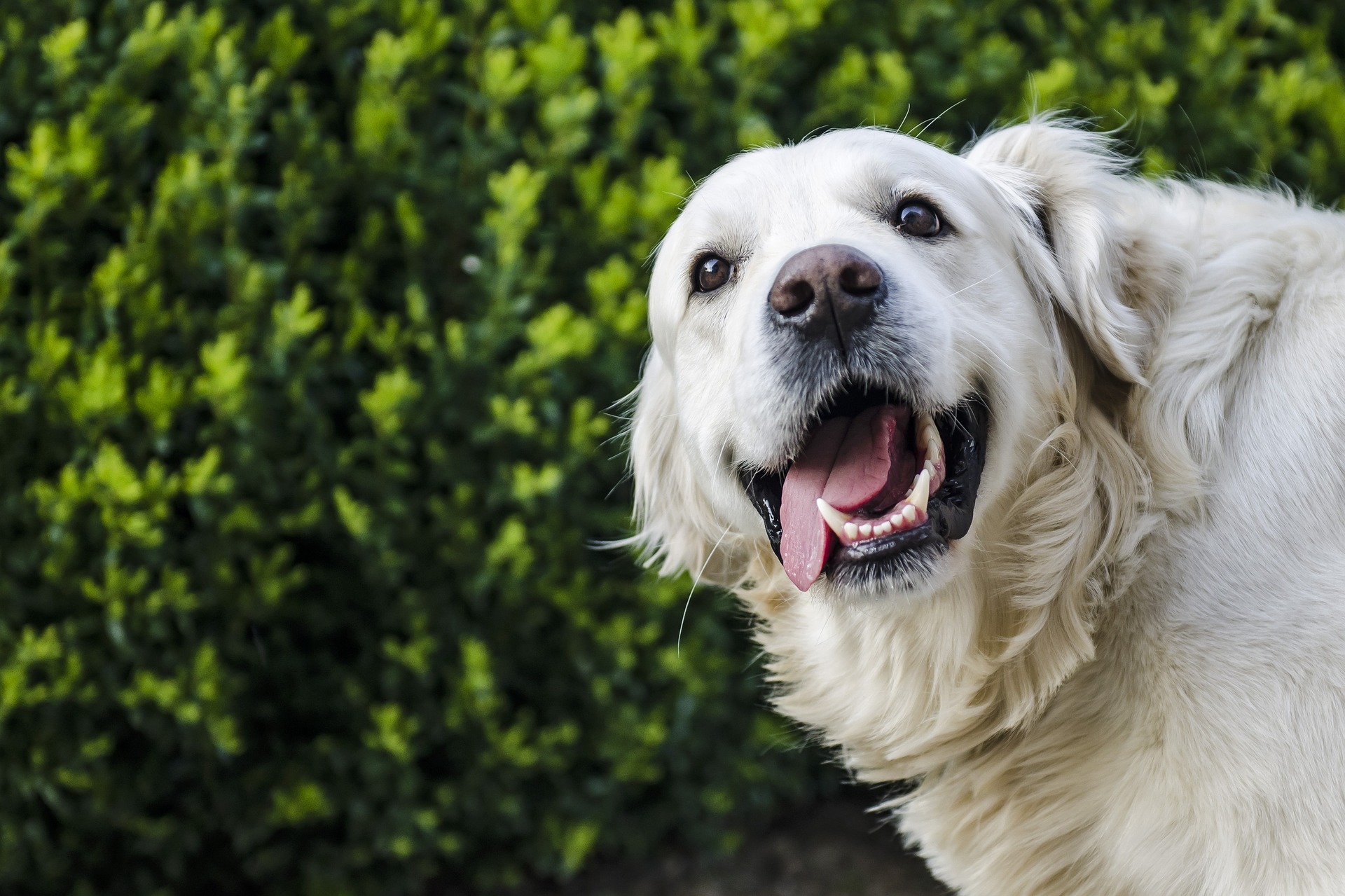 A derpy Golden Retriever