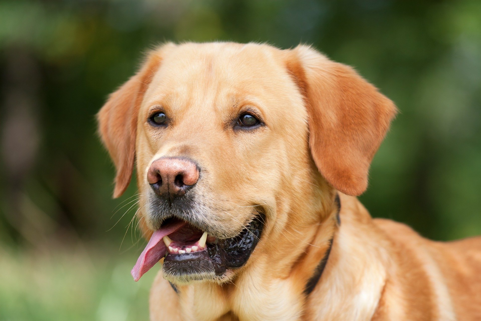 A golden retriever in a field