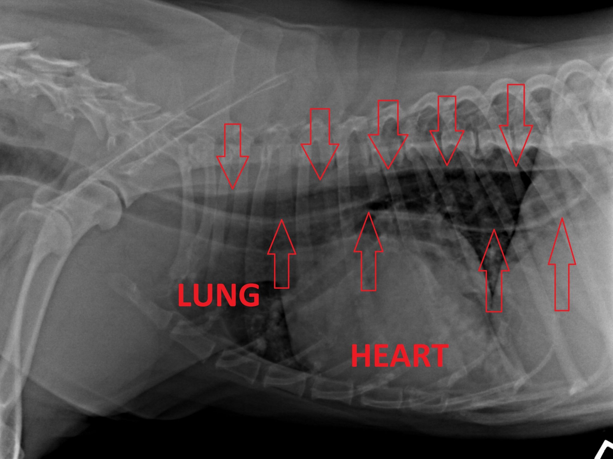 The read arrows show the edges of the enlarged esophagus (megaesophagus)