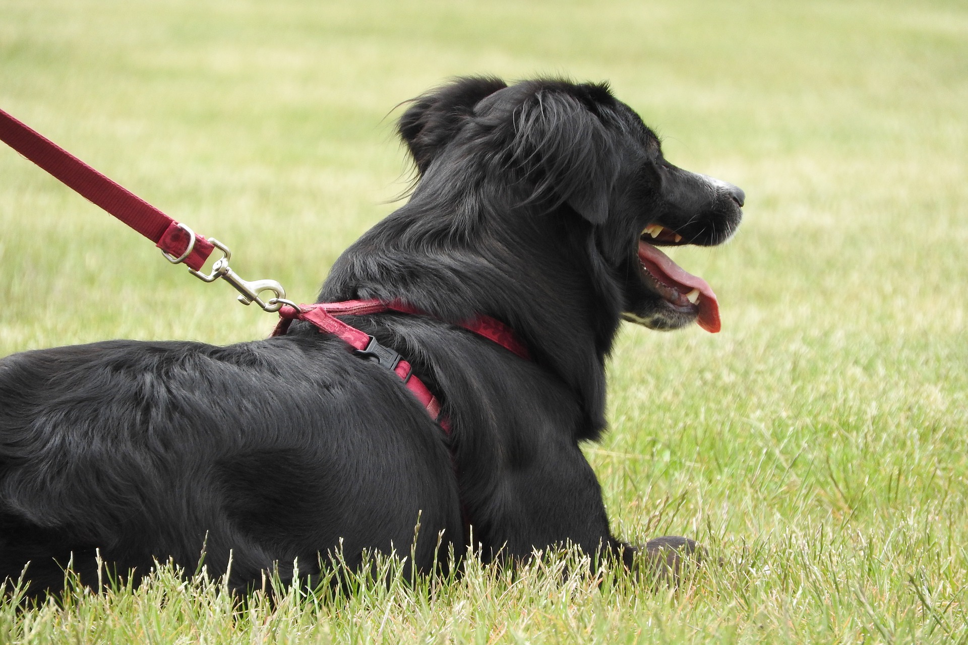 Walking your dog is beneficial to keep the muscles strong. Notice the harness rather than a neck collar.