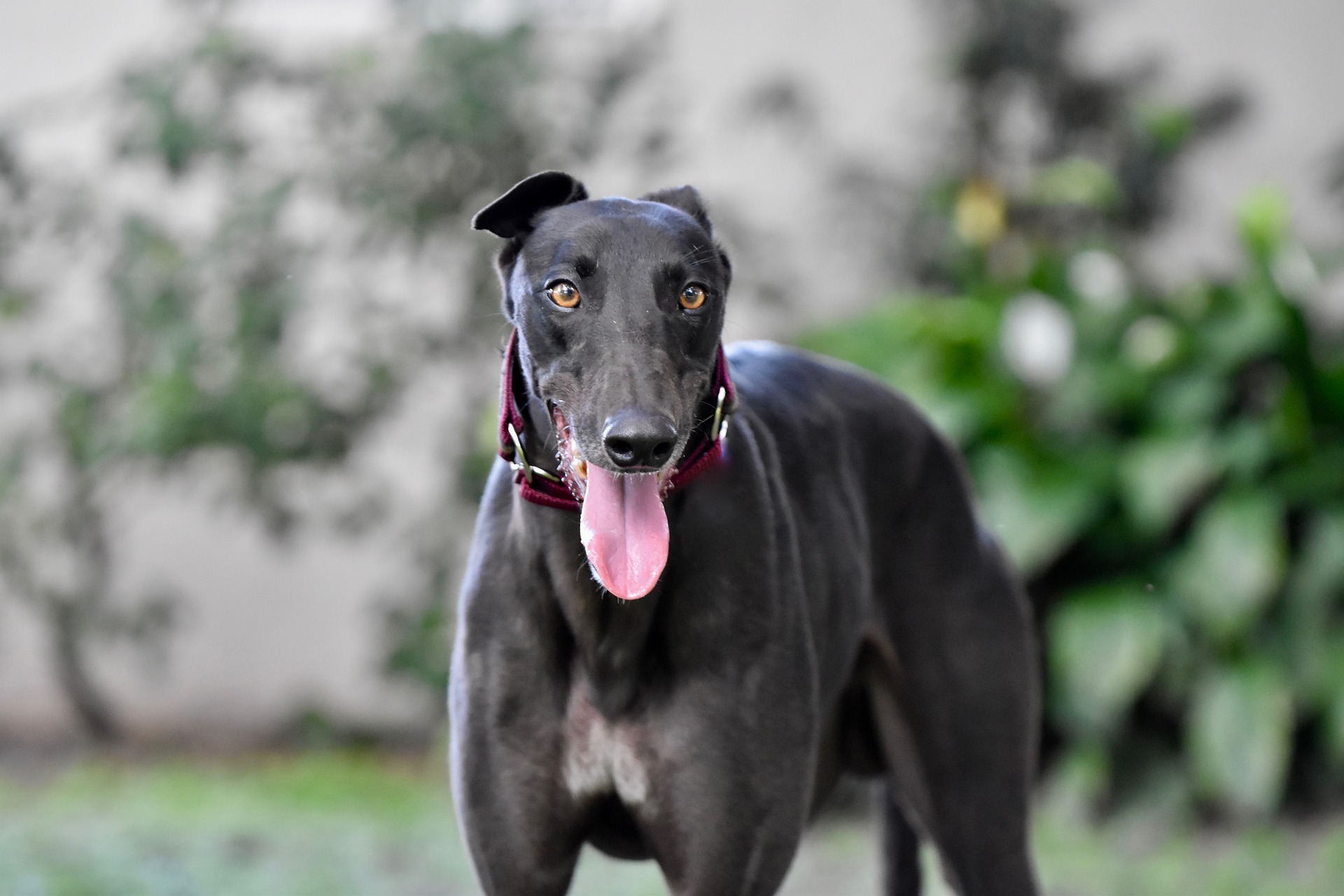 A black slender dog