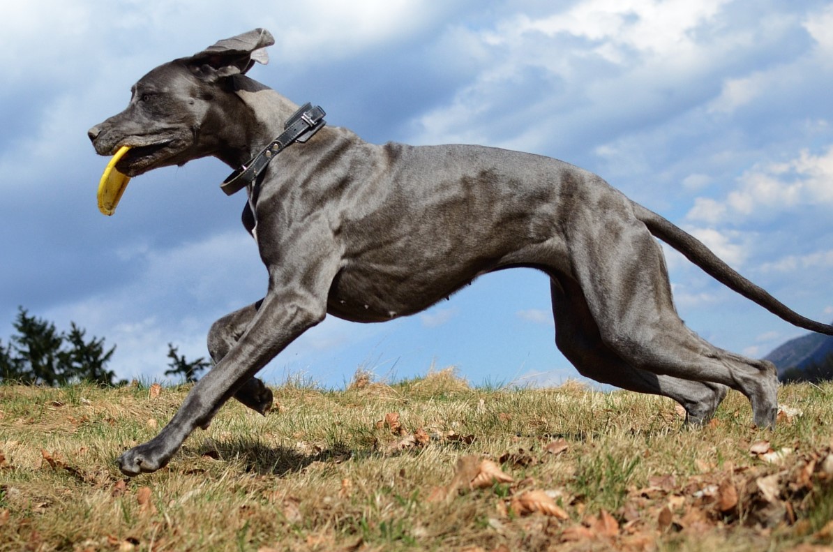 A deep-chested breed