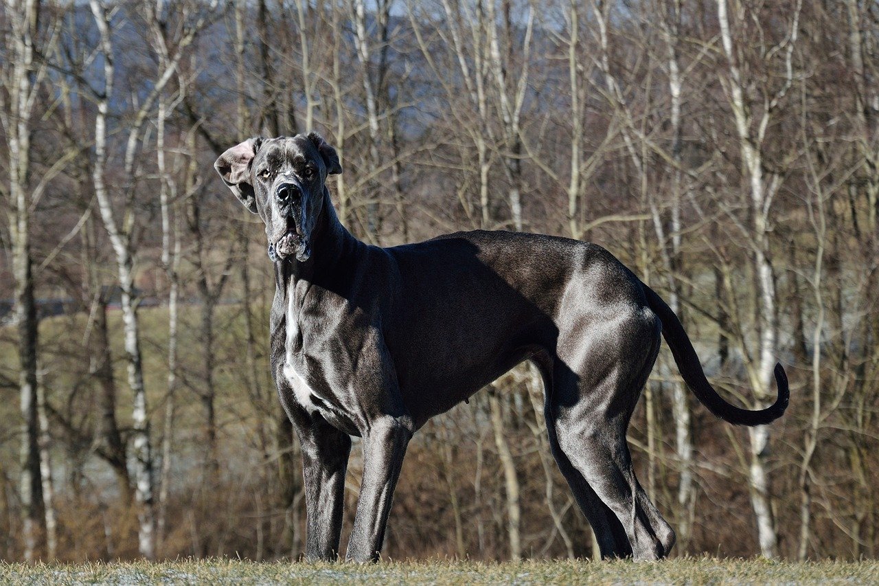 A Great Dane making a funny face