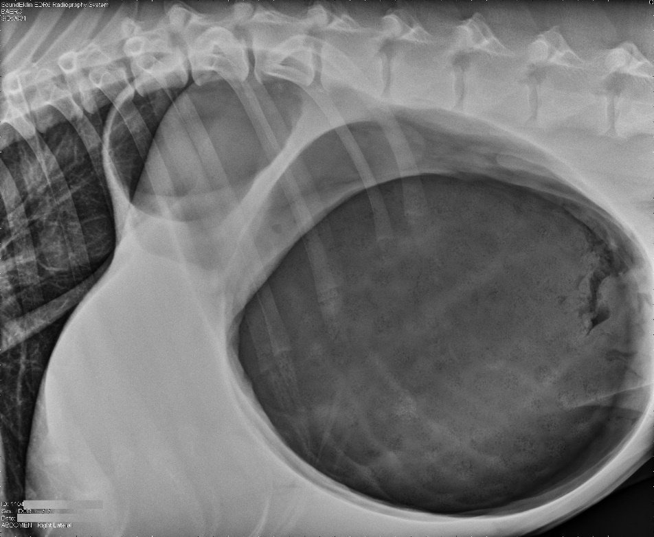 An x-ray showing Gastric Dilation Volvulus