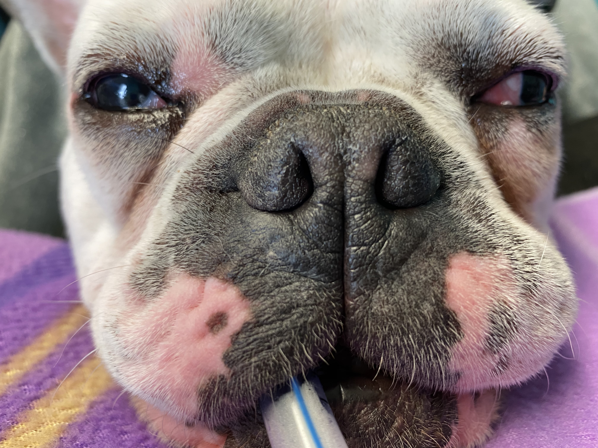 Kasper, a 3 year old French Bulldog
