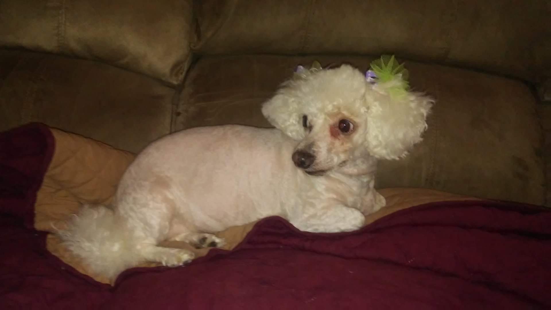 Mimi, a 9 year old Miniature Poodle