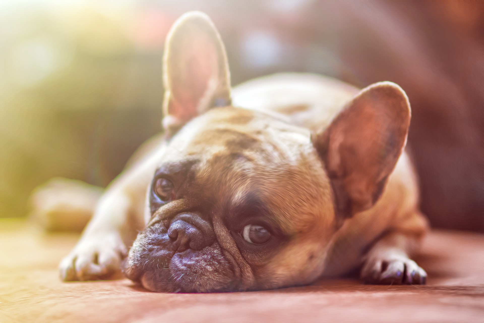 A dog laying down