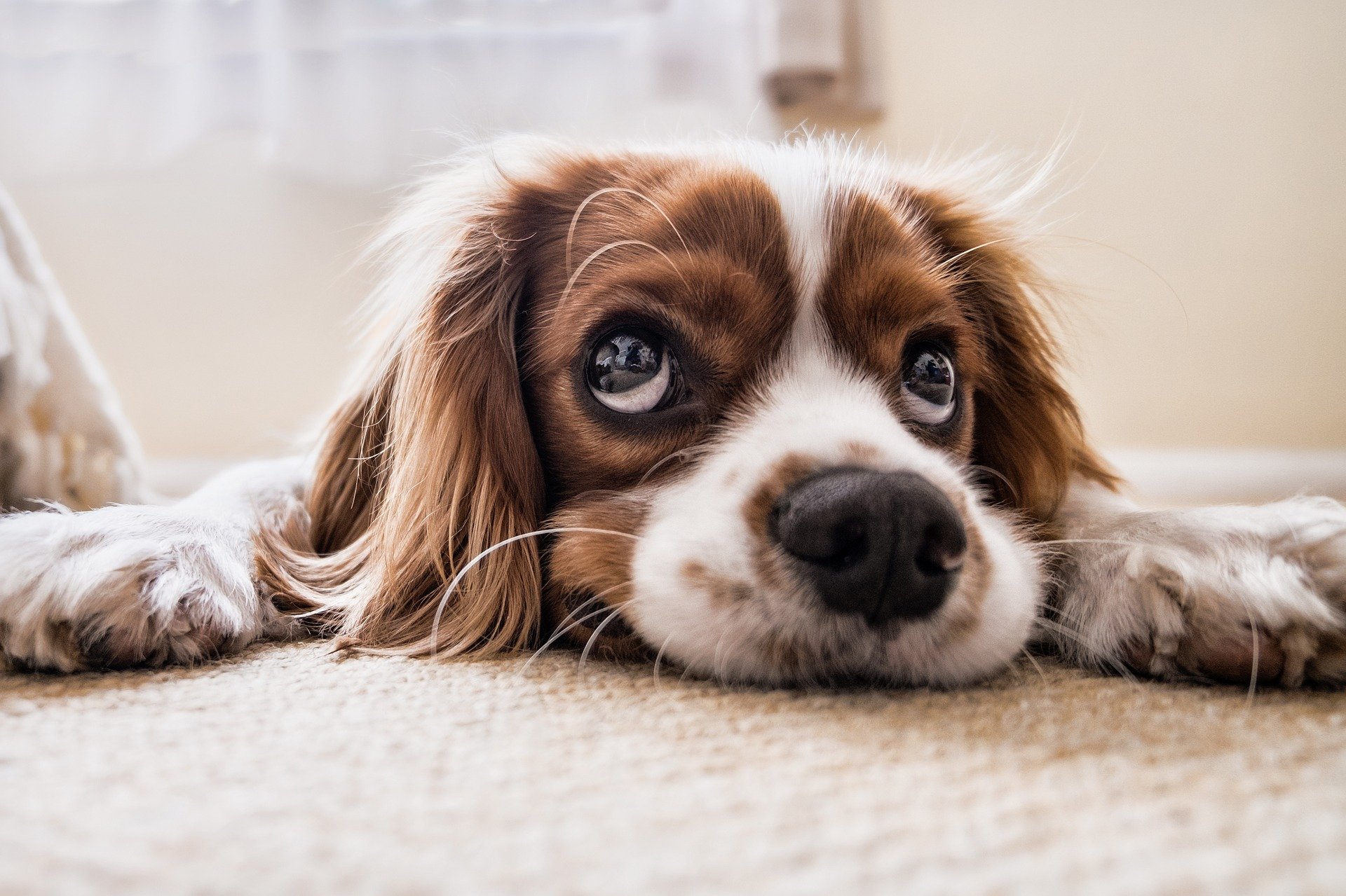 An old dog with arthritis