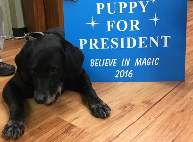 Puppy for President