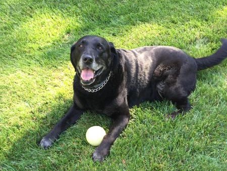 Puppy laying in the grass with a ball