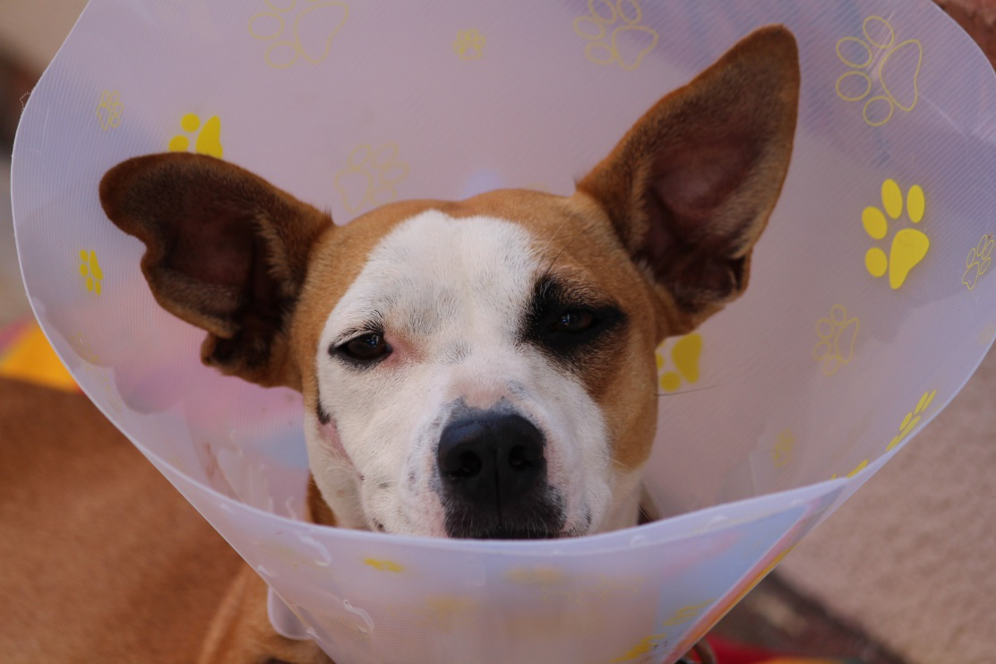 A dog wearing an e-collar