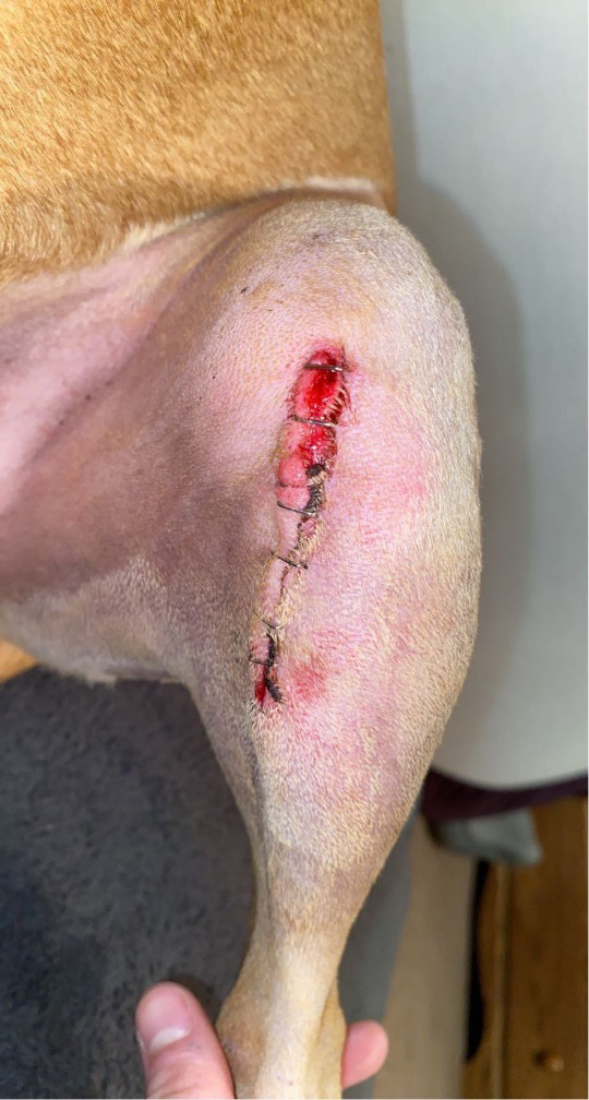 A reopened incision