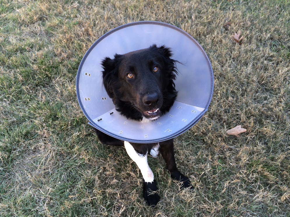 A black dog wearing a collar