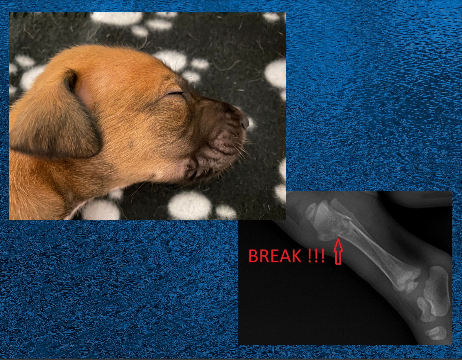 A puppy with a break high in the leg