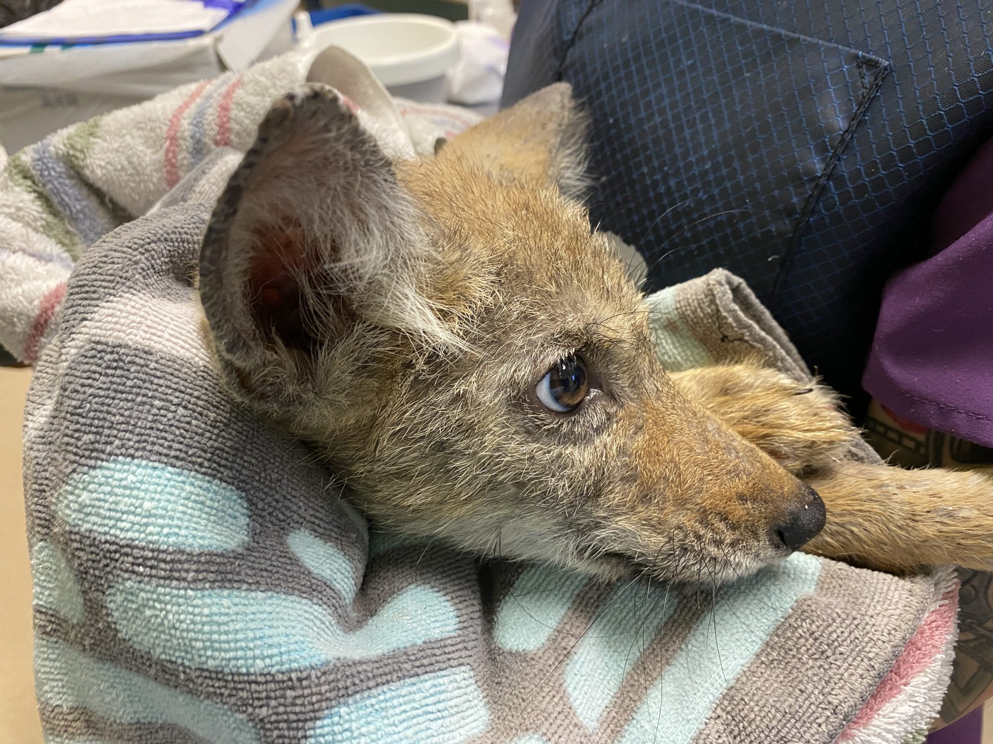 A 2 month old coyote baby