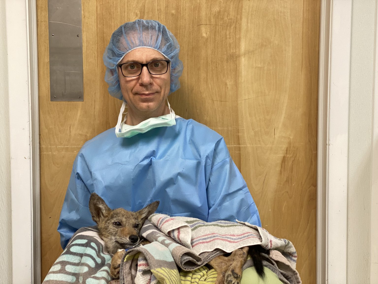 how-i-got-a-chance-to-fix-a-baby-coyote-dr-phil-zeltzman-s-blog