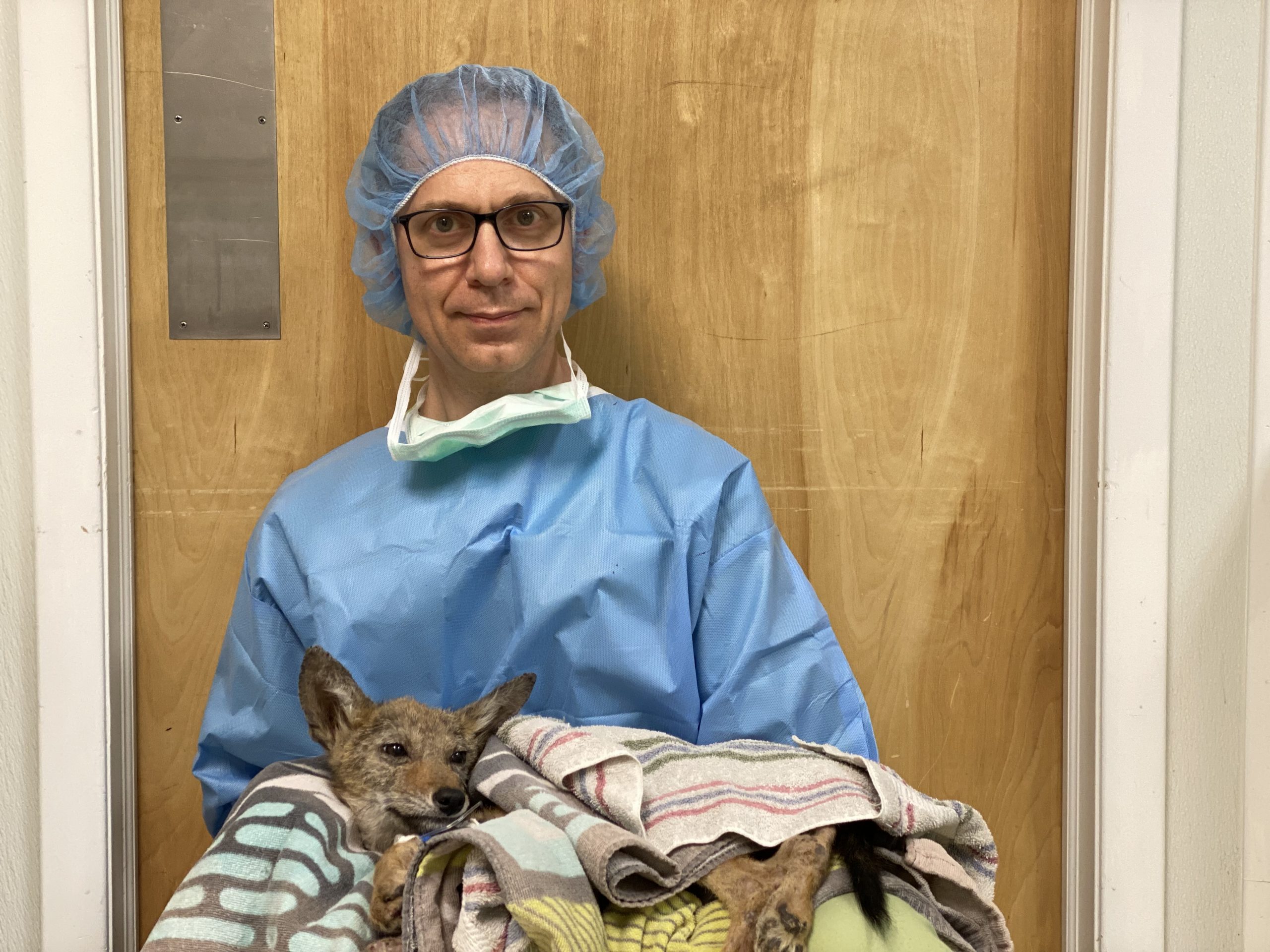 lukas-2mm-coyote-right-after-surgery-pz-2021-dr-phil-zeltzman-s-blog