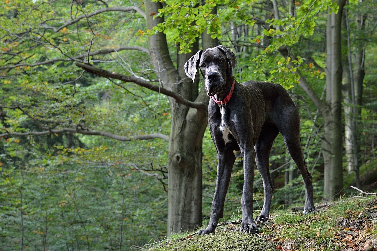 A Great Dane
