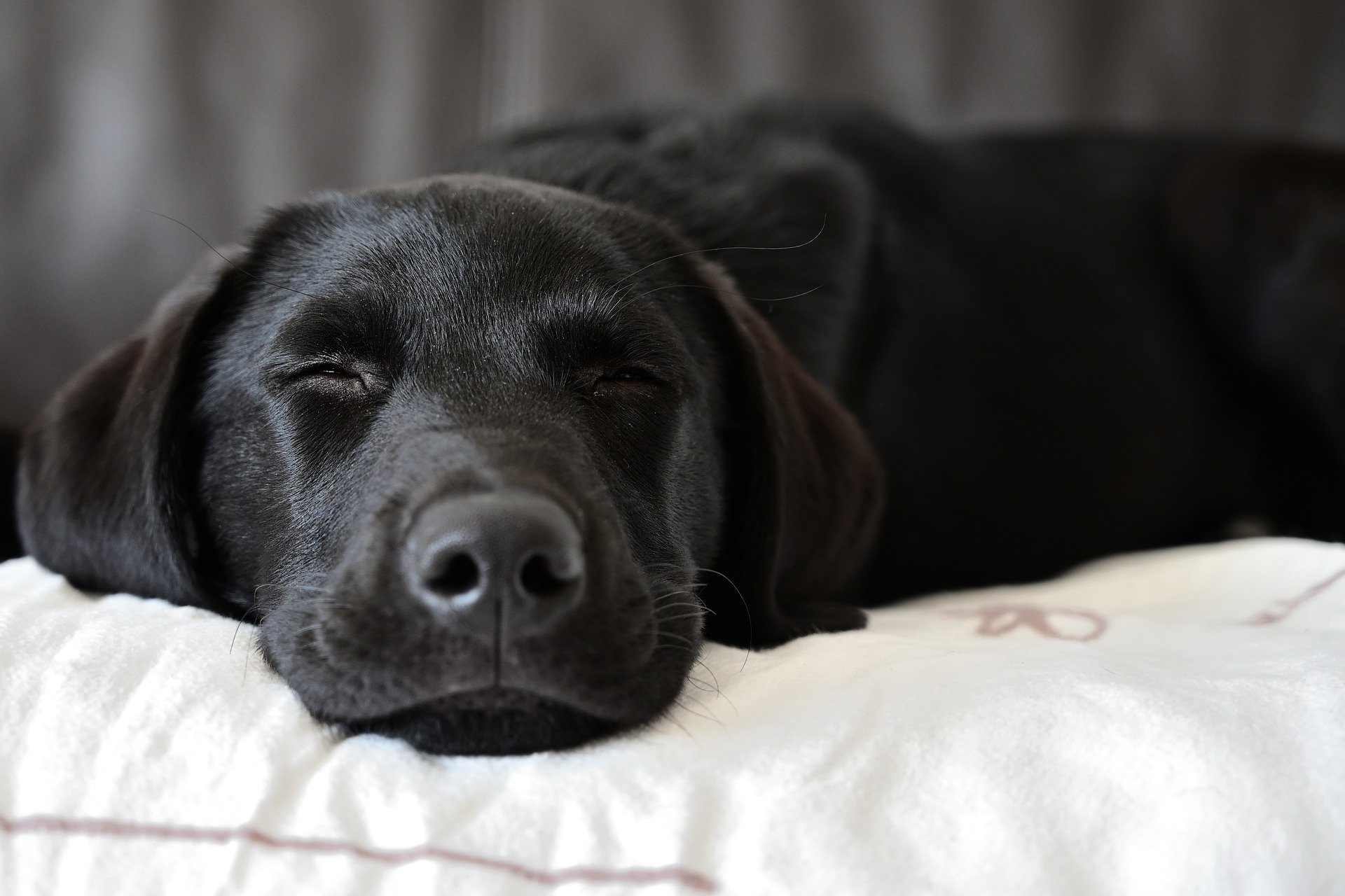 Kona, a 1 year old Black Labrador Retriever