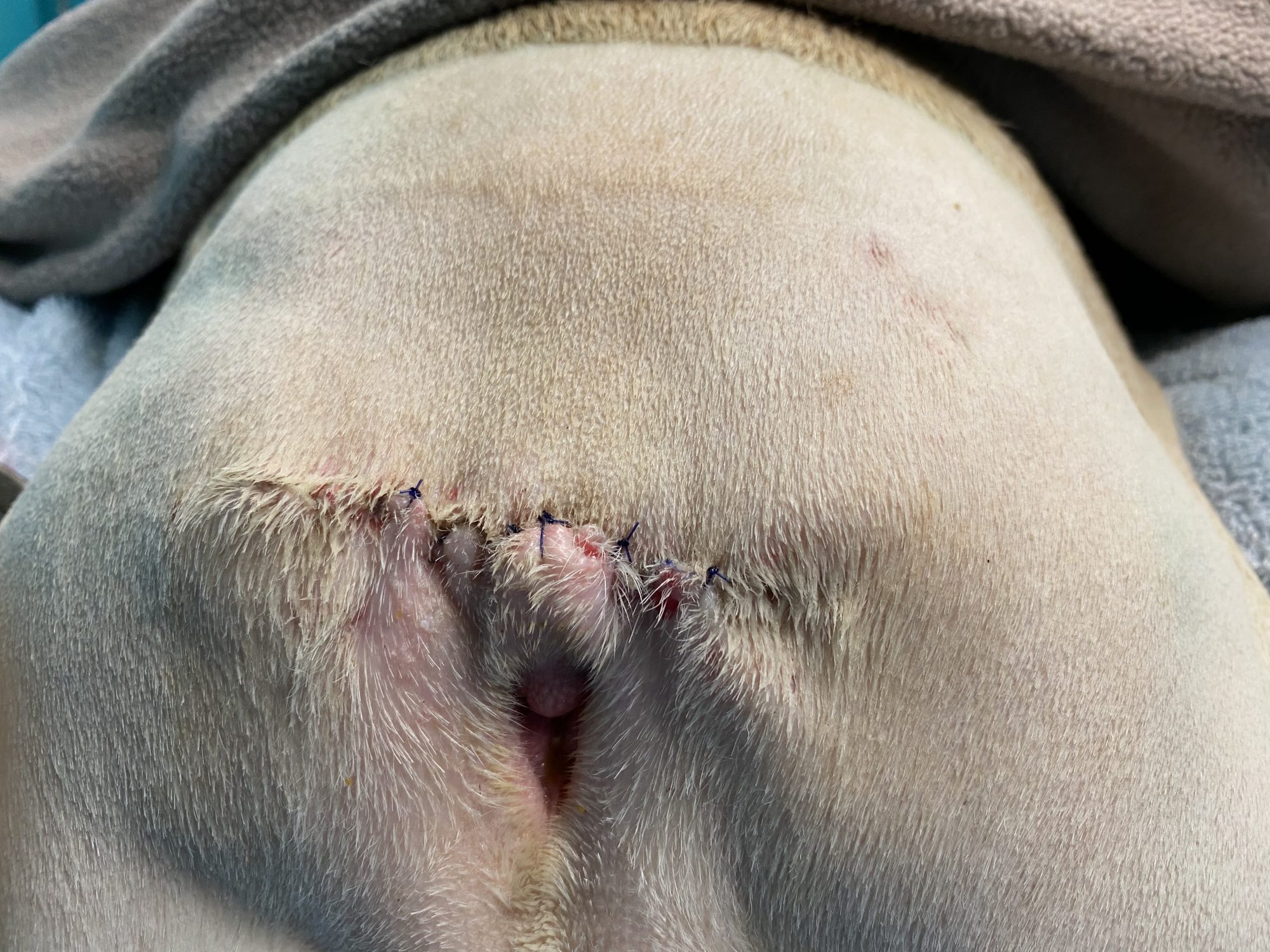 Yoda's healing incision